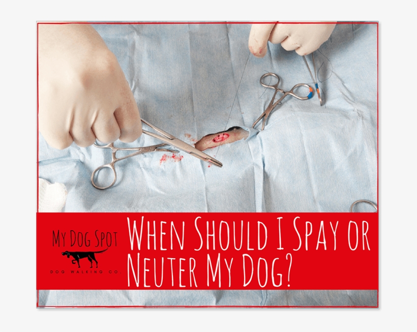 When Should I Spay Or Neuter My Dog - My Dog Spot, transparent png