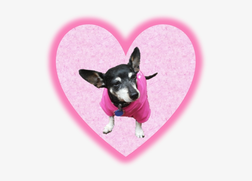 X - Toy Fox Terrier, transparent png