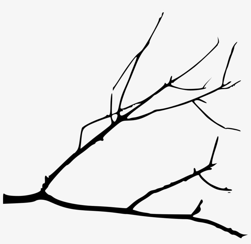 Bird On At Getdrawings Com Free For - Drawing Of A Branch, transparent png