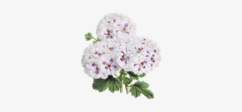 Flower Drawing - Address Book: Glossy And Soft Cover, Large Print, Font,, transparent png