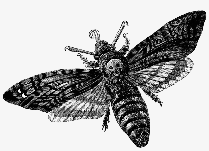 Moth Clipart Transparent Tumblr - Death Head Moth, transparent png