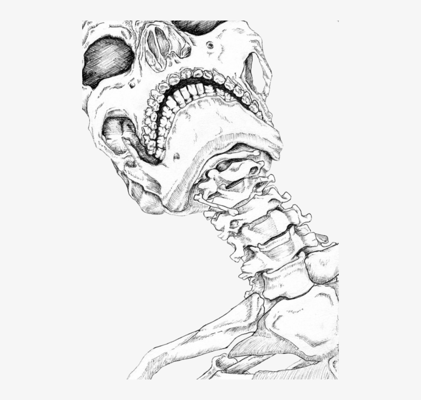 Drawn Bones Transparent - Human Neck Bone Drawing, transparent png