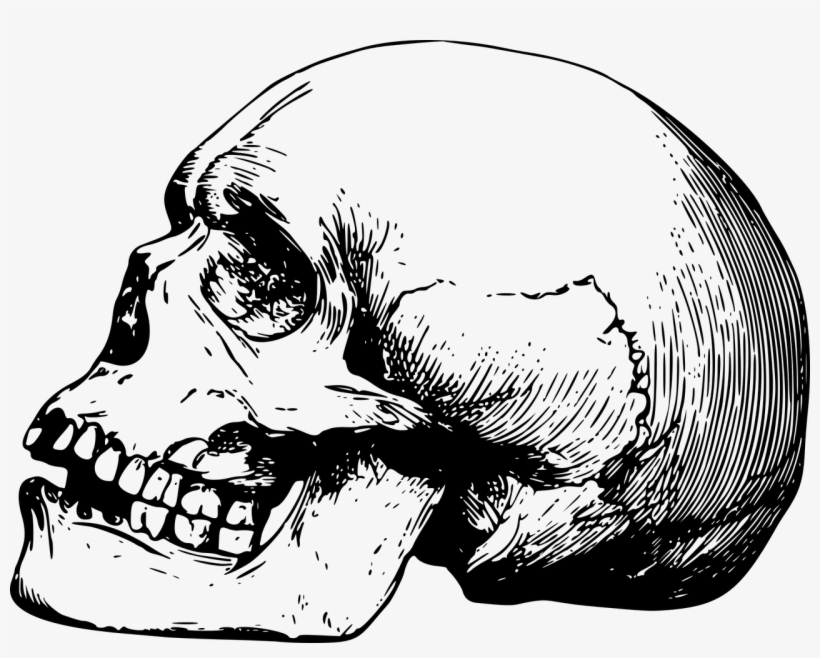 Simple Skull Png - Skull Png, transparent png