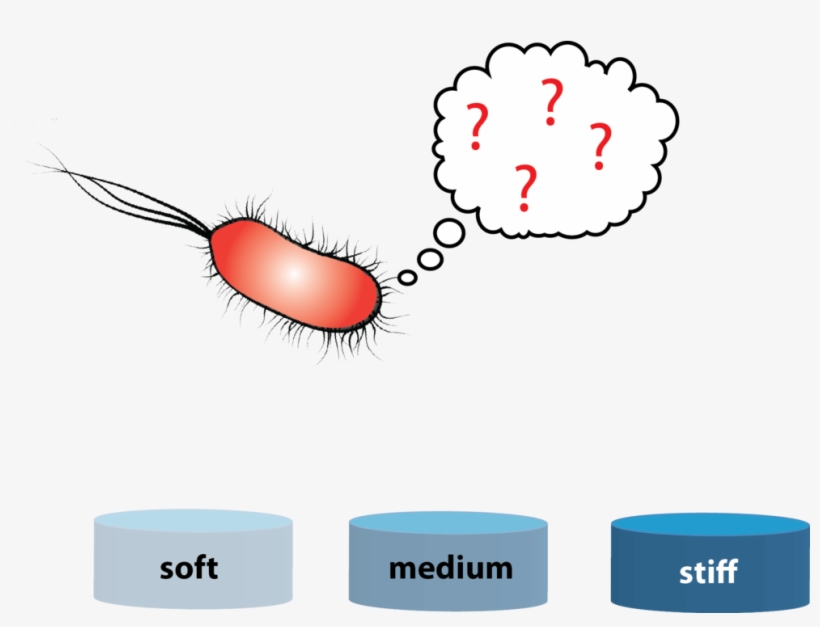 Rigidity Sensing In Bacteria - Bacteria, transparent png