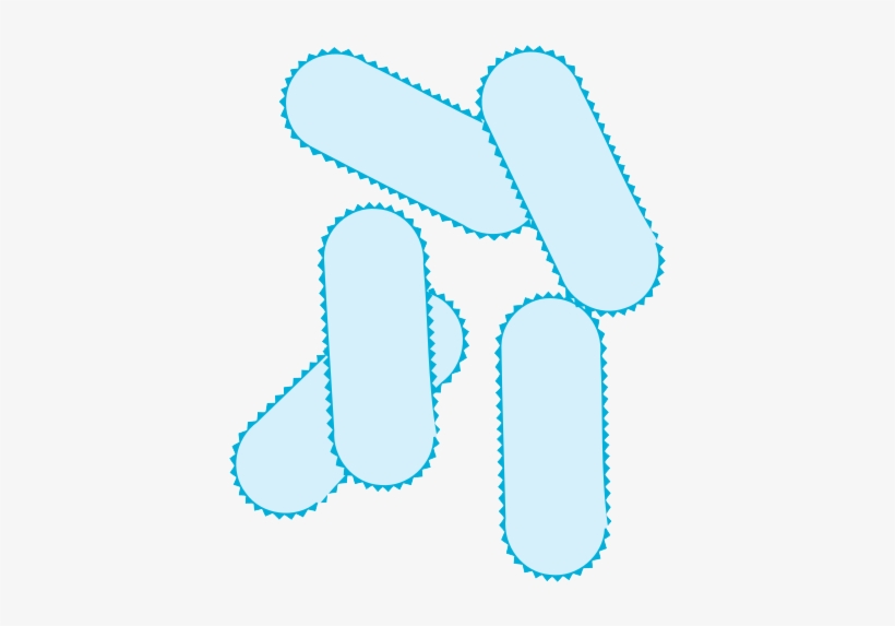Bacteria Png Picture, transparent png