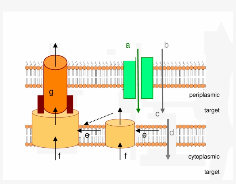 Antibiotic Transport Through The Membranes Of Gram-negative - Diagram, transparent png