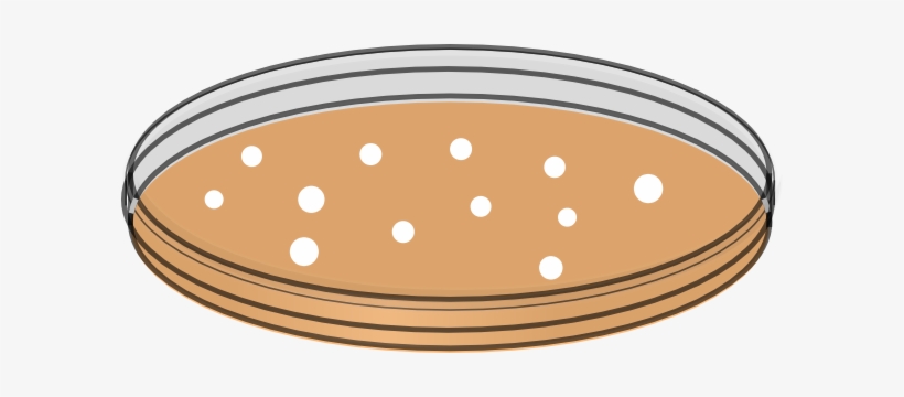 Vector Bacteria Petri Dish - Petri Dish Clip Art - 600x280 PNG Download