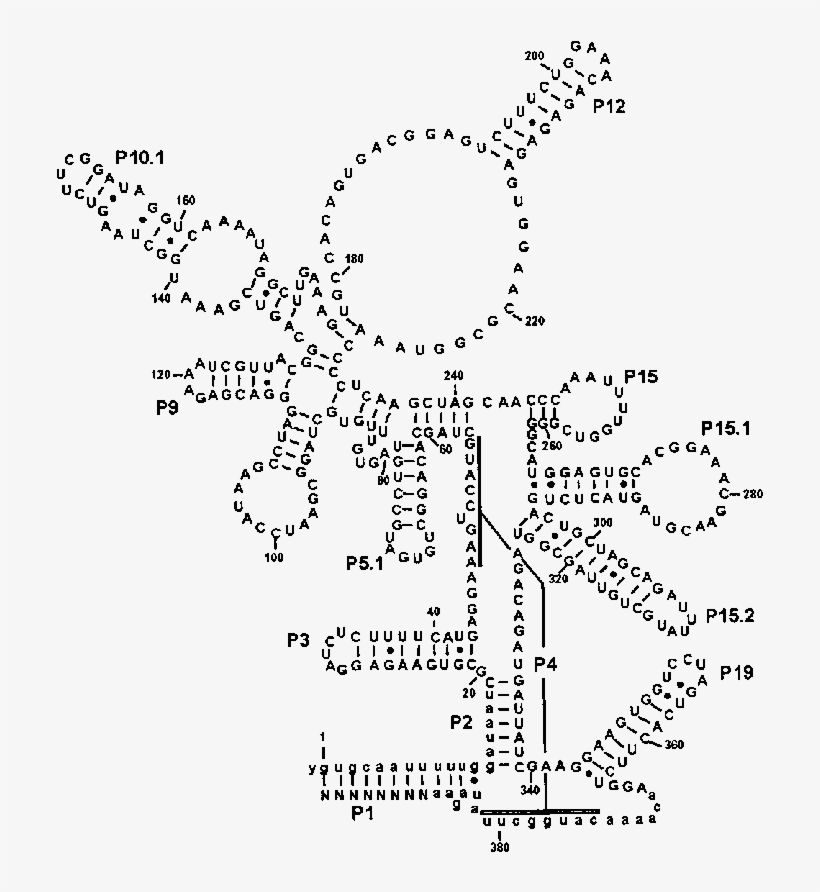 Deduced Secondary Structure Of Rnase P Rna In Streptococcus - Rna, transparent png