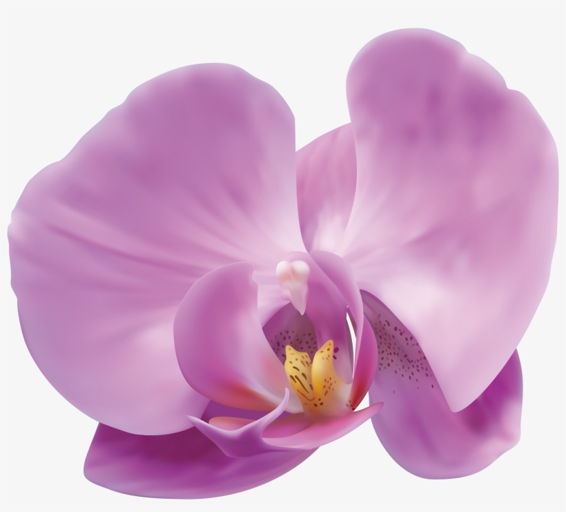 Pink Orchid Png, transparent png