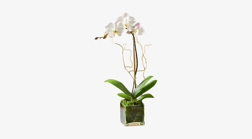 White Orchid Plant - White Phalaenopsis Orchid - Flowers By 1-800 Flowers, transparent png