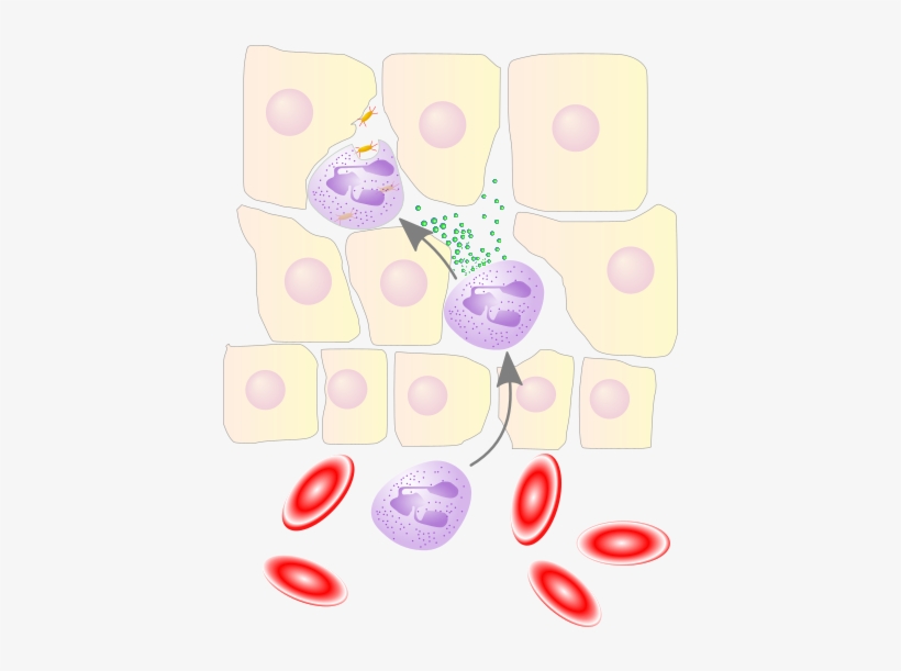 Neutrophil Granulocyte Migrates From The Blood Vessel - Phagozytose, transparent png