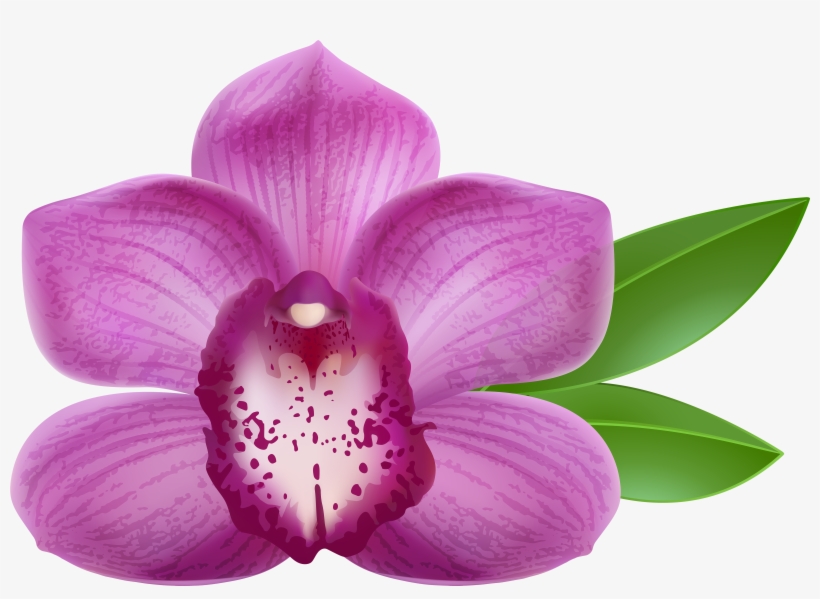 Transparent Background Orchid Clipart, transparent png