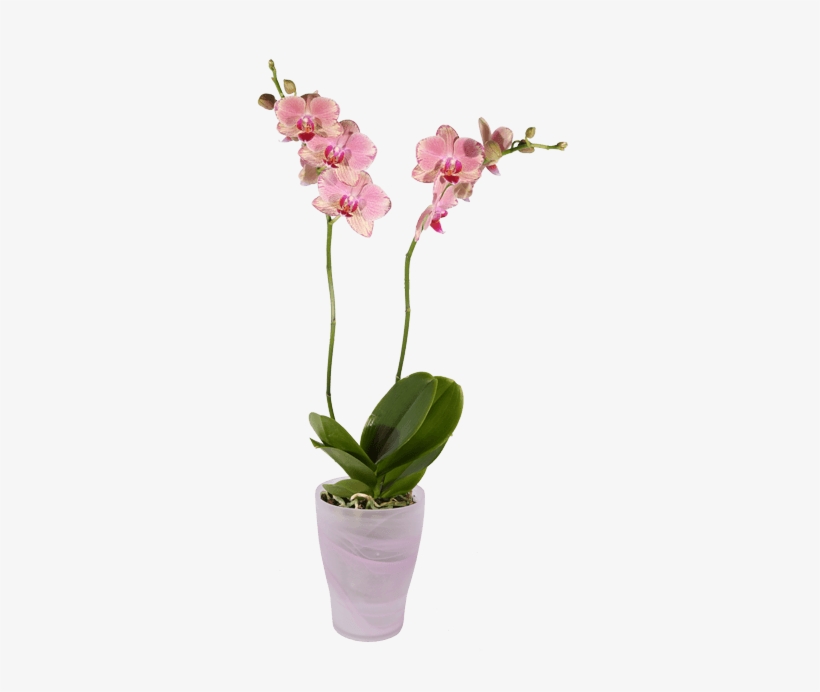 Phalaenopsis Orchid, Pink Pot - Transparent Orchid Pot Png, transparent png