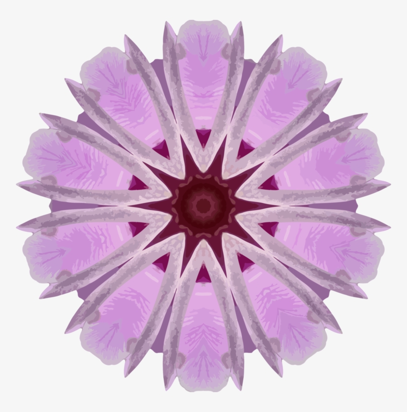 Transvaal Daisy Daisy Family Orchids Lilac - Transvaal Daisy, transparent png