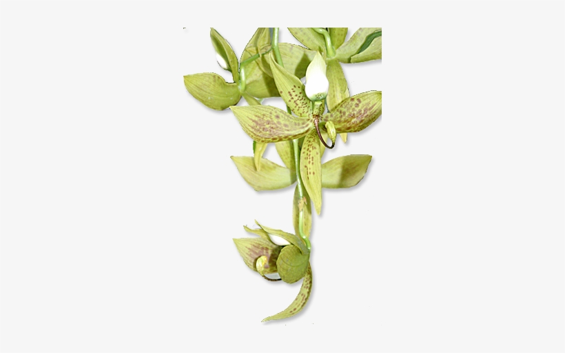 Vermont Greenhouse Orchids - Png Transparent Orchid Green, transparent png