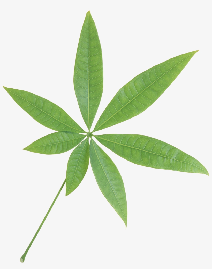 Green Leaves Transparent Png Sticker - Leaf Transparent, transparent png