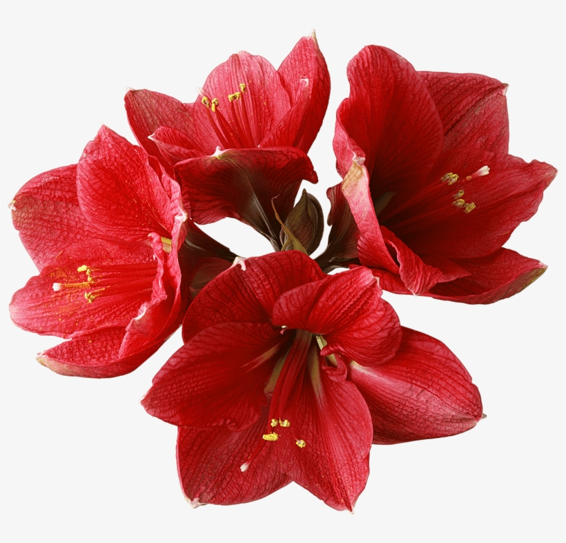 Flowers - Red Orchid Flower Png, transparent png