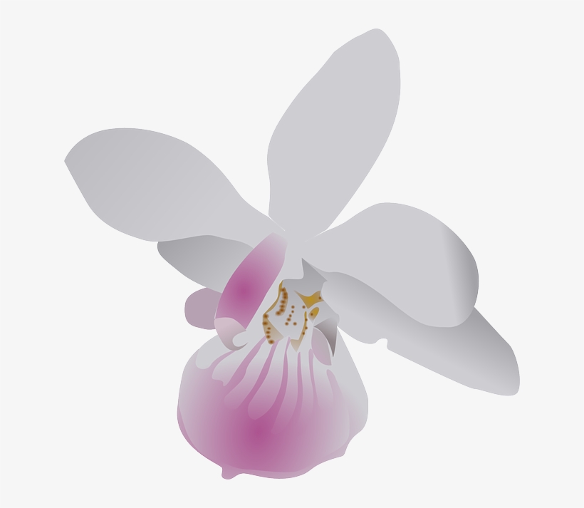 Go To Image - Orchid Clip Art, transparent png