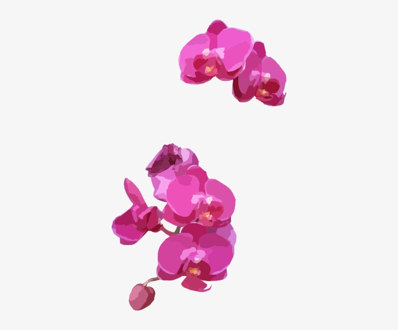 Small - Pink Orchid Clipart, transparent png