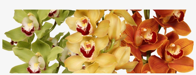 Dreisbach Wholesale Florists, transparent png