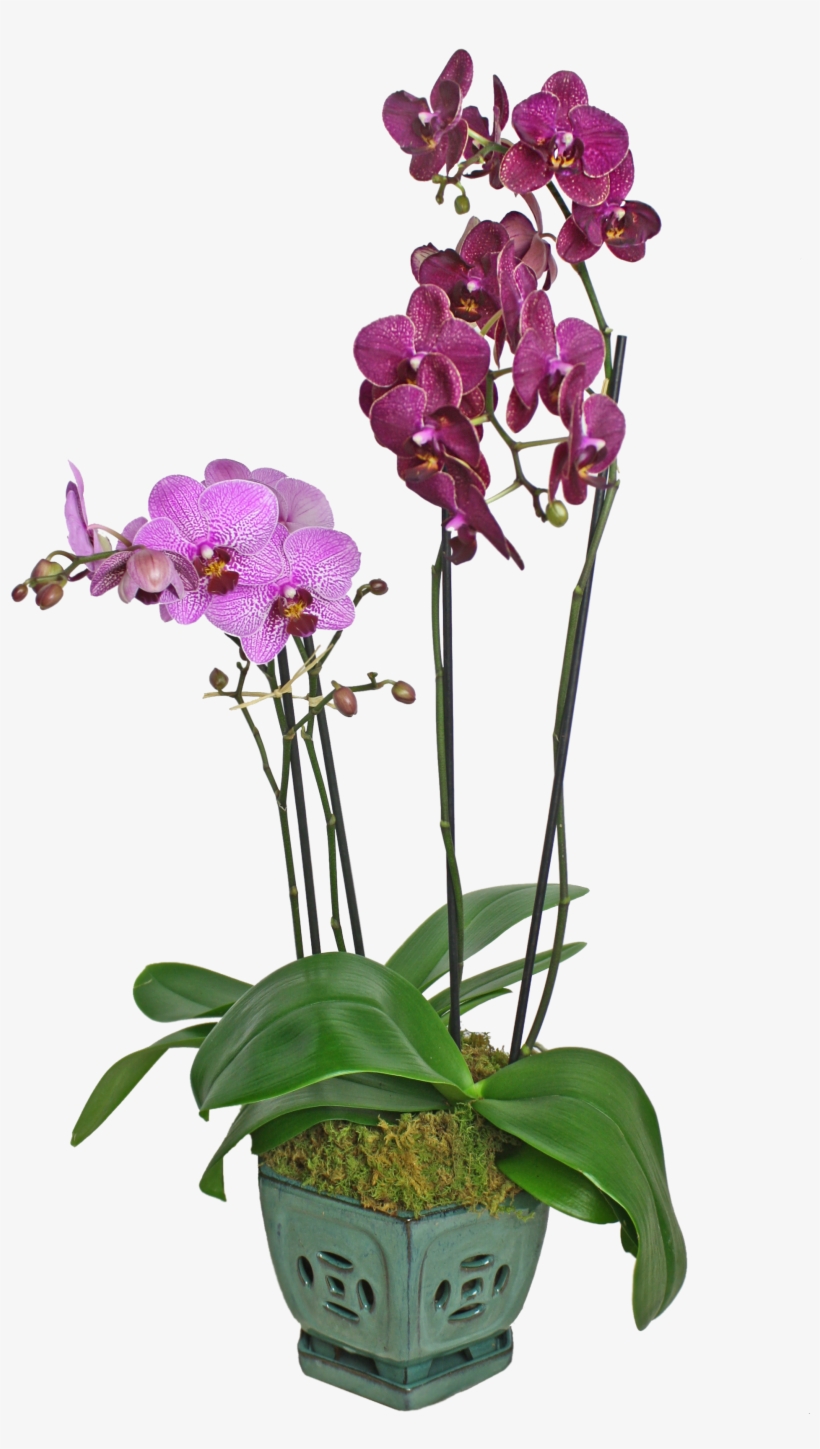 Colorful Orchid Display - Orchids, transparent png