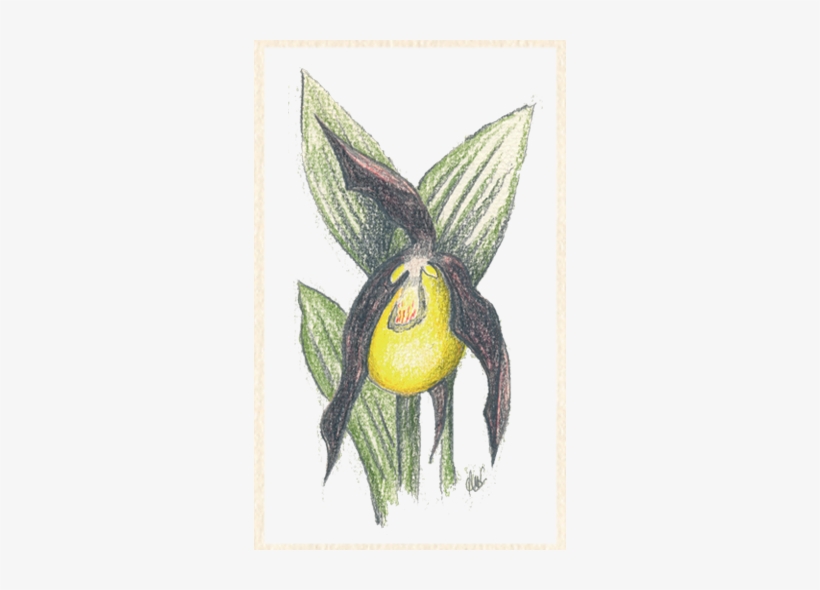 Orchids And Birds - Yellow Lady's Slipper, transparent png