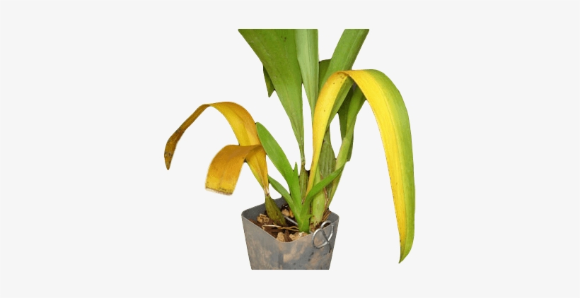 Yellowing Of Dendrobium Leaves, transparent png