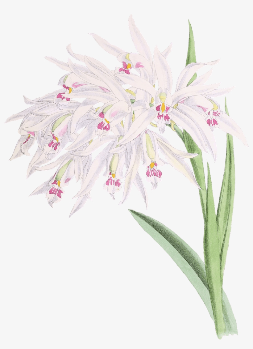 Flowers - Address Book: Glossy And Soft Cover, Large Print, Font,, transparent png