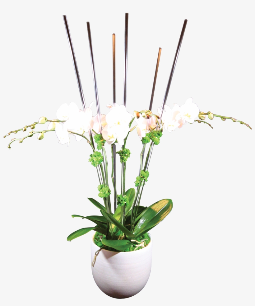 6-stem Phaelanopsis Orchid - Fleurum, transparent png