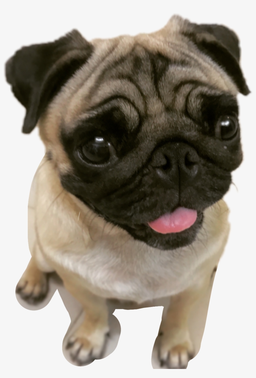 Pugs Pugface Puglifefreetoedit Report - Pug, transparent png