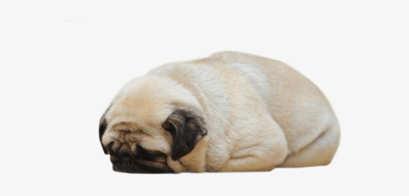 Sleeping Pug - Ib-sound Heating Pads For Pets, Electric Heating Pad, transparent png