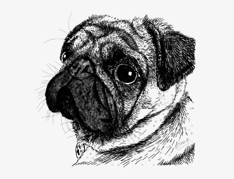 Pug Face - Drawing, transparent png