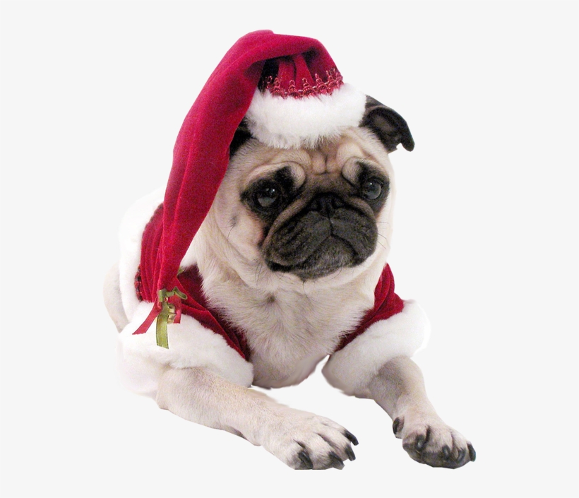 Pug Head Png - Christmas Pug Dog T Shirt, transparent png