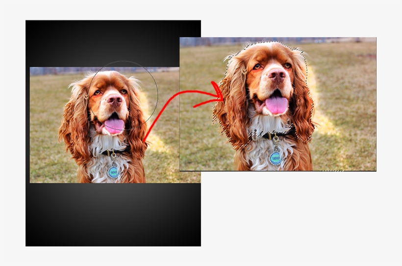 Step3 - Dog, transparent png