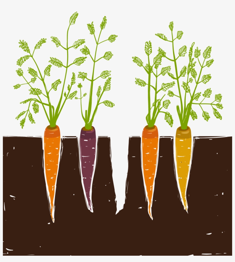 Carrot Cache Is A Non-profit Organization That Supports - Woodland Park Farmers Market, transparent png