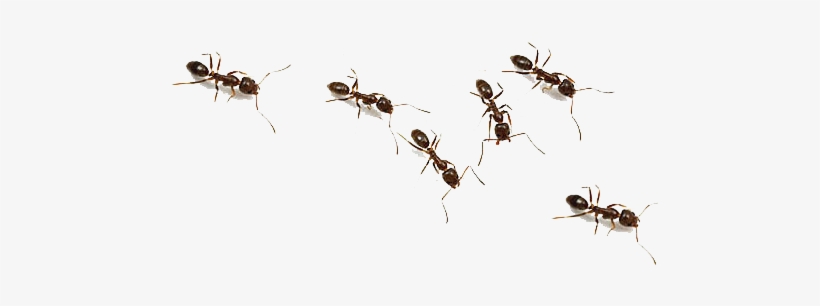Pest Control, transparent png