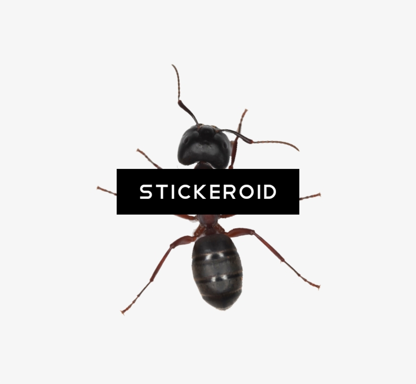 Ant Ants Insects - Carpenter Ant, transparent png