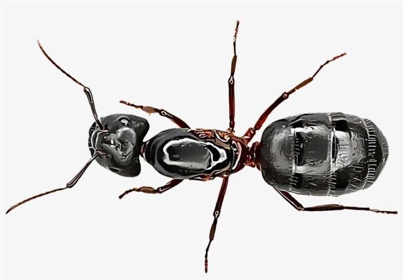 Carpenter Ants - Fourmi Noire, transparent png