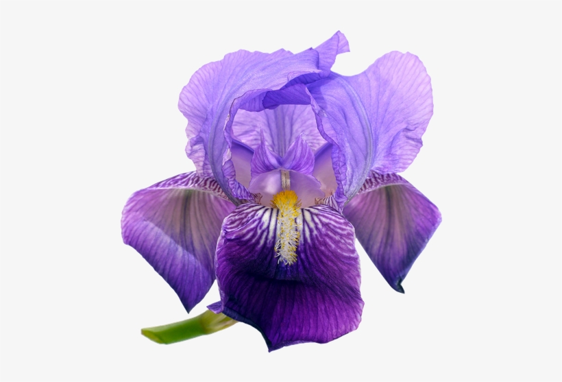 Campanulas Flowers Png Background - Portable Network Graphics, transparent png
