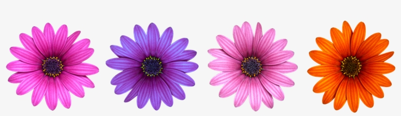 Blossom,orange Blossom,purple Flower - Fischer Progressor F19 2017, transparent png