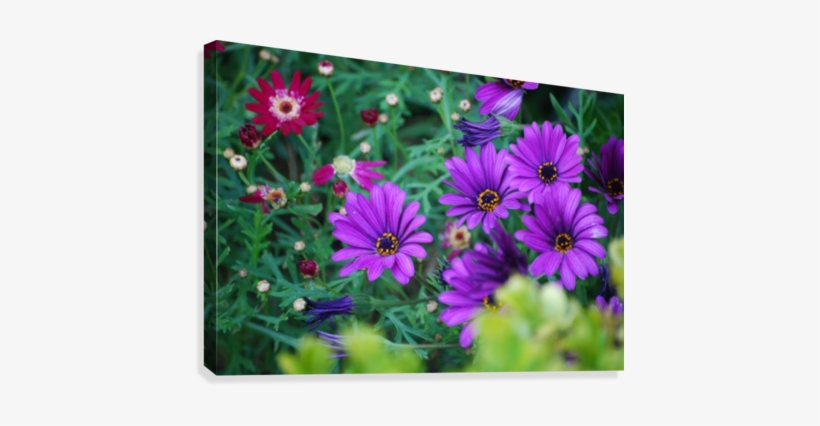 Purple Flowers In Dana Point Ca Canvas Print - African Daisy, transparent png
