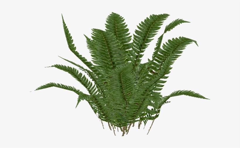 Swordfern - Zoo Tycoon 2, transparent png