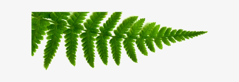 Shamanic Ferns - Green Hotels Conservation Guidelines And Ideas: Learn, transparent png