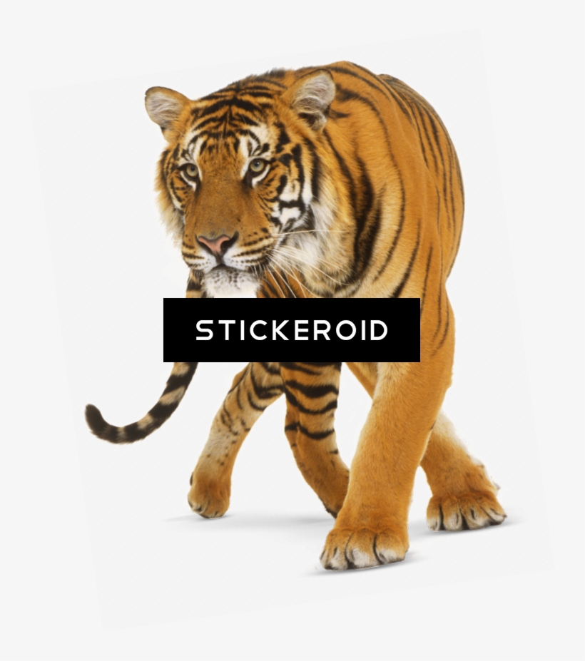 White Tiger - Dk Readers L3: Tiger Tales - Trade Paperback, transparent png