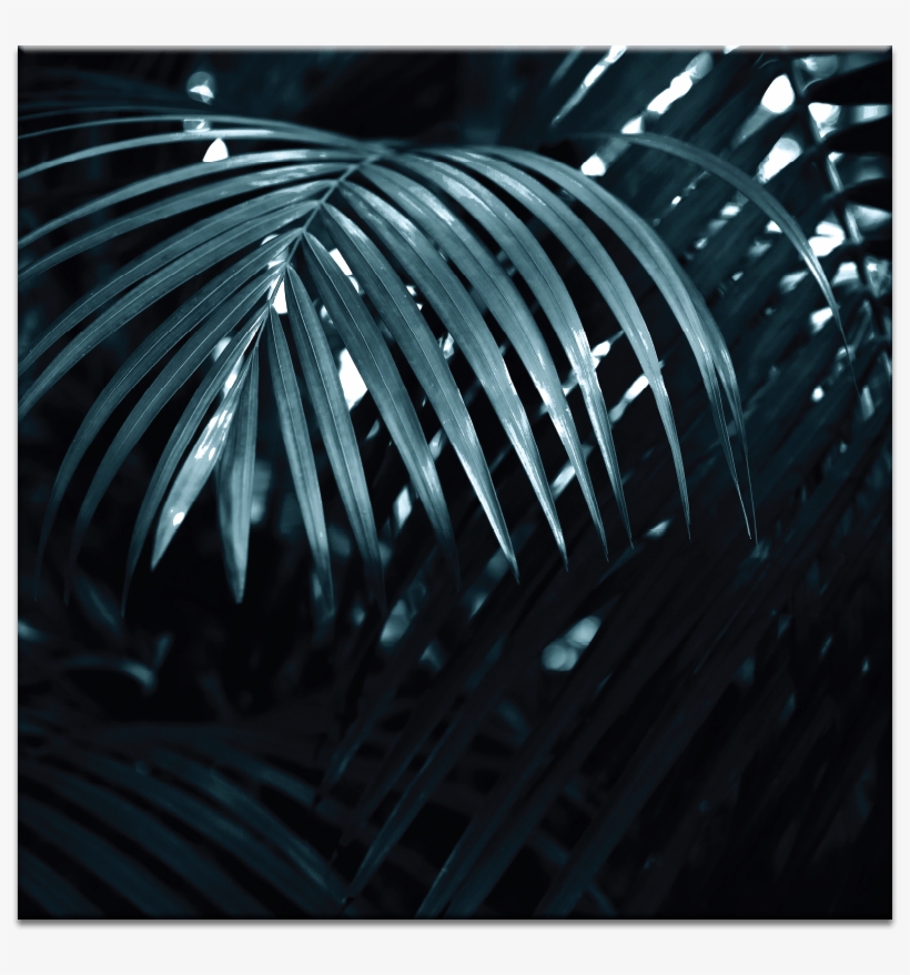 Silver Fern - Catering, transparent png