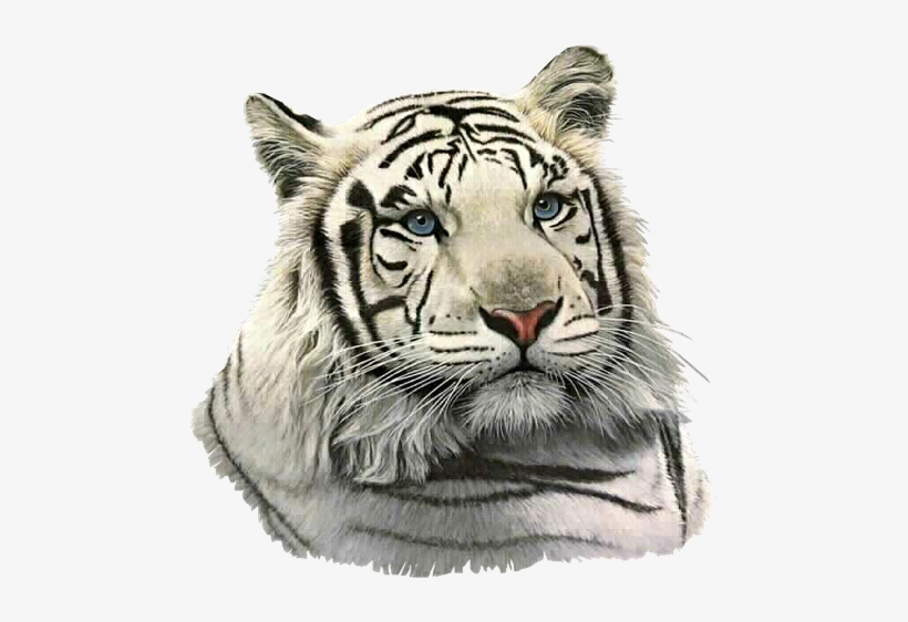 Coisinhas Etc E Tal - Tiger Gifs, transparent png