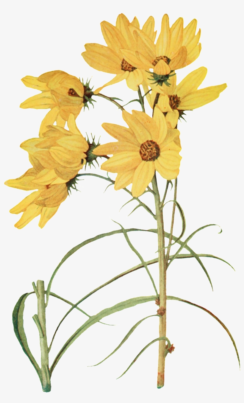 Hand Painted Elegant Yellow Flowers Transparent Decorative - ดอกไม้ สี เหลือง สวย ๆ, transparent png