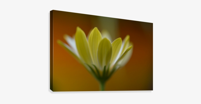 Yellow Flower Photograph Canvas Print - Canvas Print, transparent png