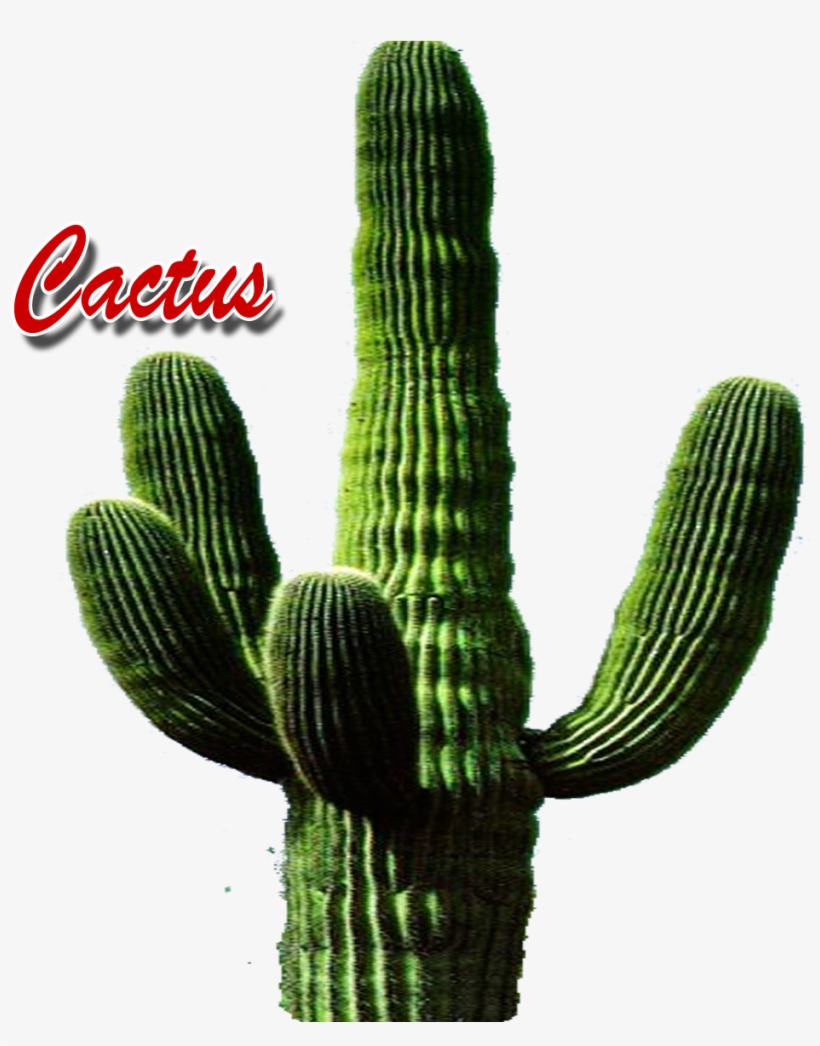 Cactus, transparent png