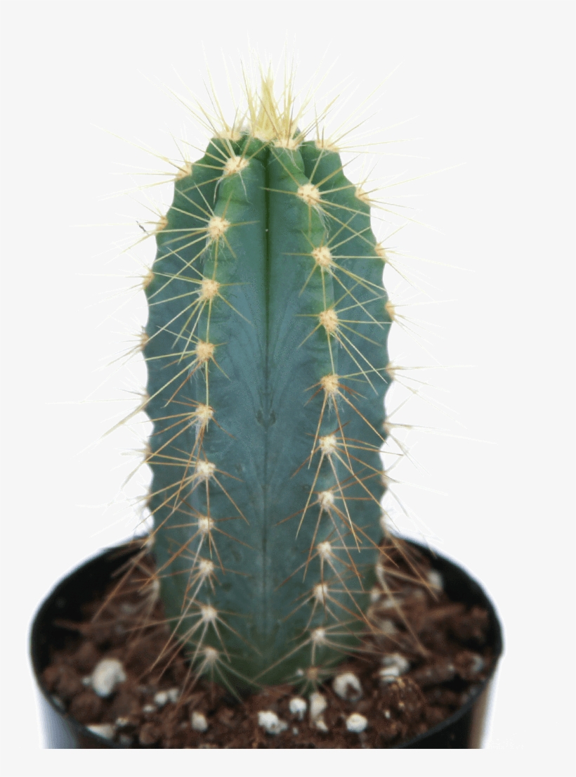 Pilosocereus Azureus 'blue Torch Cactus' - Cactus, transparent png